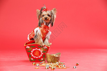 红色纯种狗新年约克夏犬节日高清图片素材
