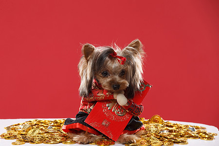 毛发动物主题可爱的约克夏犬金币高清图片素材
