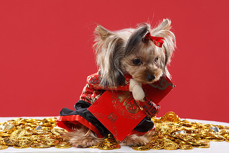 生肖祝福纯种狗可爱的约克夏犬图片