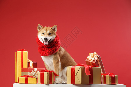 动物关爱纯种狗可爱的柴犬装扮高清图片素材