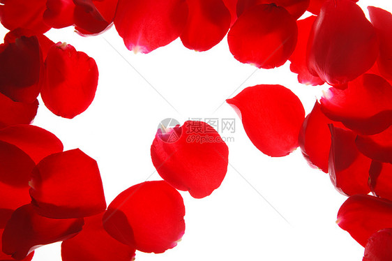 浪漫影棚拍摄红色玫瑰花图片
