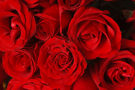 花朵摄影浪漫户内摄影玫瑰花背景