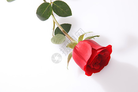 鲜花仅一朵花水平构图玫瑰花图片