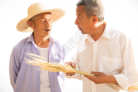 农村两位老农民拿着麦穗图片