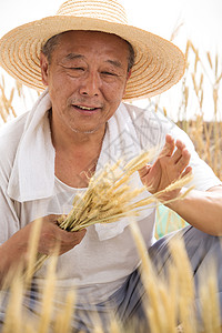 老农民在麦田里图片