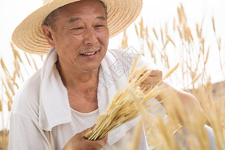 老农民在麦田里图片