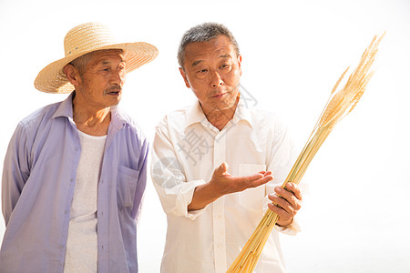 小麦丰收两位老农民拿着麦穗背景