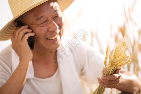 小麦丰收老农民在农田里打电话背景
