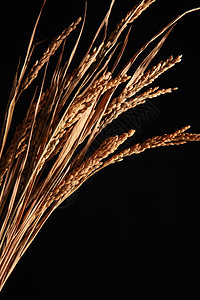 种子稻谷成熟的稻穗图片