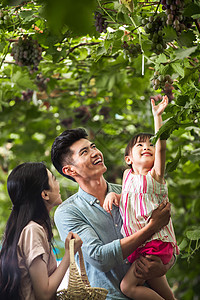 农业活动温馨家园白昼幸福家庭在采摘葡萄图片