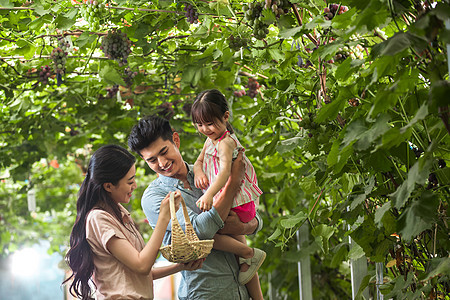 成年人自然东方人幸福家庭在采摘葡萄图片