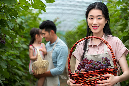 三个人大棚水平构图幸福家庭采摘葡萄图片