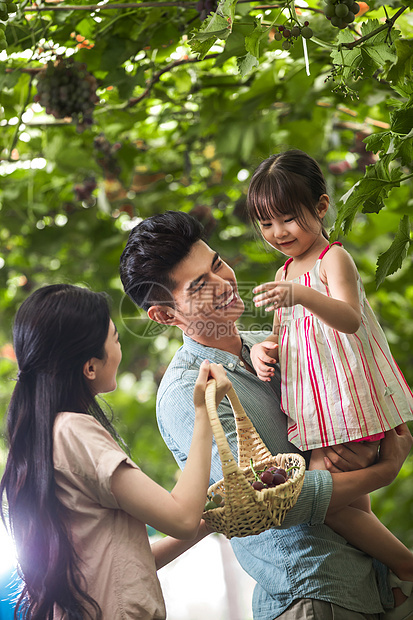 亚洲人放松半身像幸福家庭在采摘葡萄图片