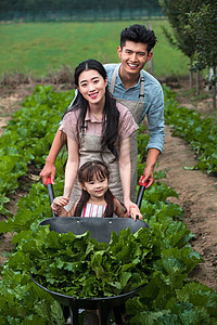 无污染放松日光东方家庭采摘蔬菜图片