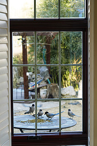 居住区鸟食白昼窗外小鸟图片