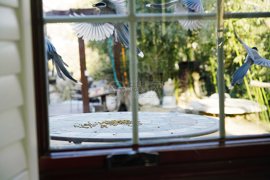 住房自然院子窗外小鸟图片