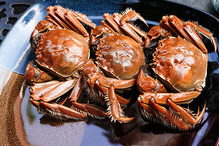 大闸蟹摄影贝类螃蟹高清图片