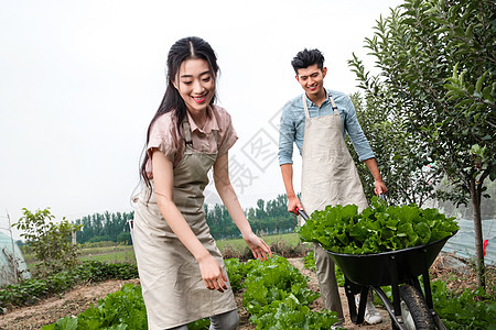 快乐帮助周末活动东方夫妇采摘蔬菜高清图片