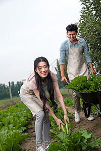 亚洲25岁到29岁相伴东方夫妇采摘蔬菜图片