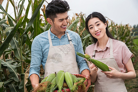 植物笑微笑东方夫妇采摘玉米图片