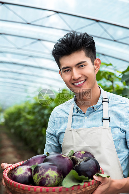 自然乐趣绿色东方青年男人采摘茄子图片