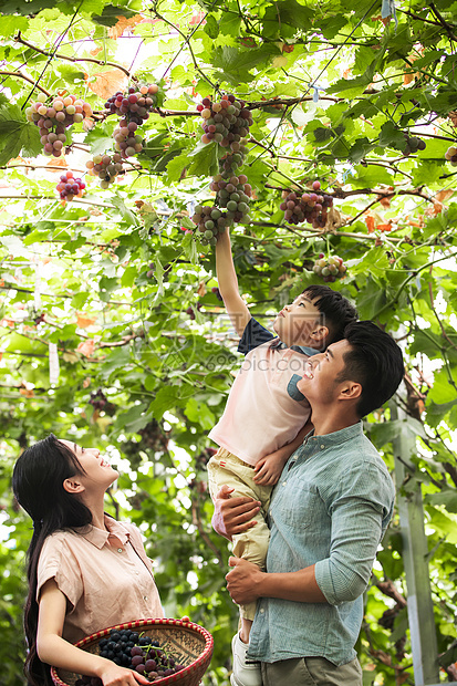 独生子女家庭休闲生活天真幸福家庭在采摘葡萄图片