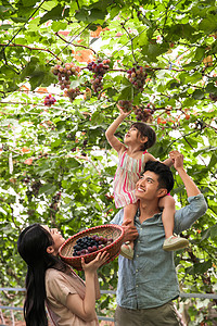 抱樱桃女孩微笑夫妇活力幸福家庭在采摘葡萄背景