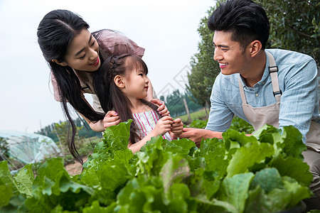 交流5到6岁幸福东方三口之家采摘蔬菜高清图片