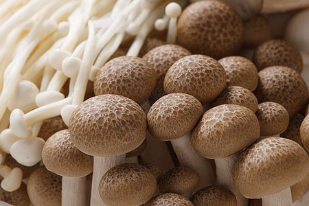 蔬菜食材蘑菇图片