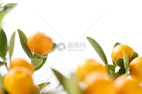 橙色食物桔子图片