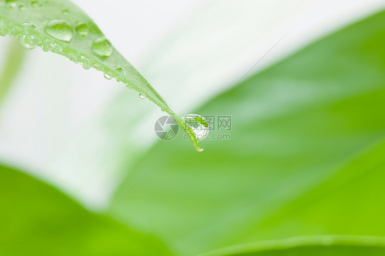 绿叶上的水滴图片
