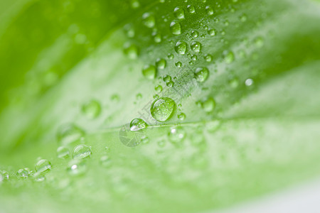 新鲜绿叶水滴图片