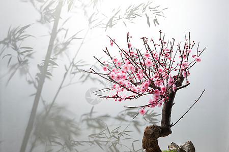 花朵小盆栽梅花背景