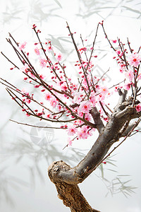 中国树花盆景自然美梅花背景