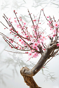 盆景自然美梅花高清图片