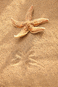 夏天季节清新沙滩海星图片