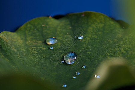 荷叶上的水滴种植叶子水滴荷叶上的水珠背景