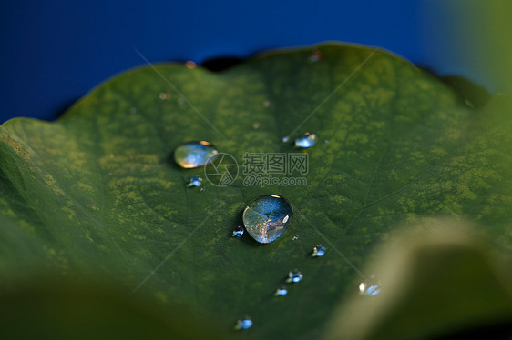 种植叶子水滴荷叶上的水珠图片