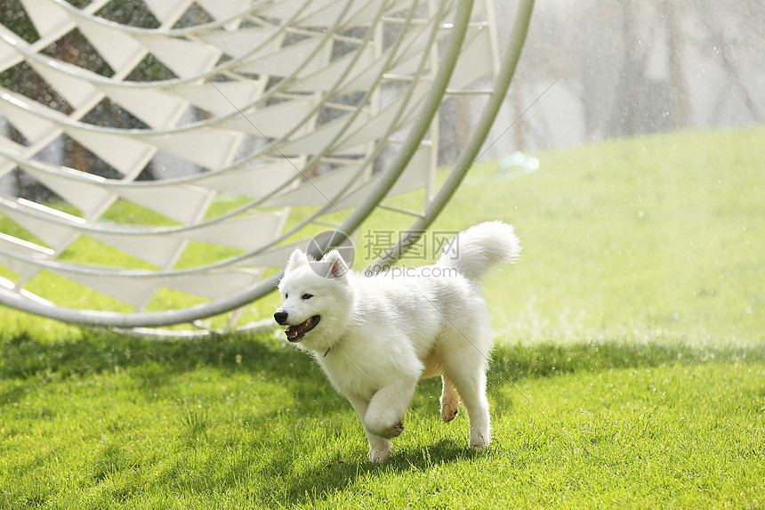 犬科的一只动物彩色图片狗在草地上奔跑图片
