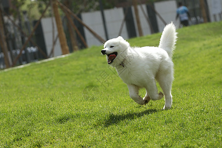 草地上跑步萨摩耶犬萨摩犬宠物狗在草地上奔跑背景