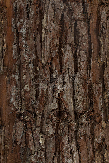 木头木制底纹树皮图片