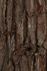 木制的简单厚木板树皮图片
