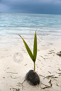 小苗人间天堂海洋马尔代夫海景图片