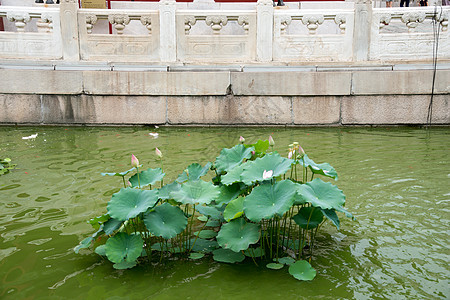 建筑古老的彩色图片北京雍和宫图片