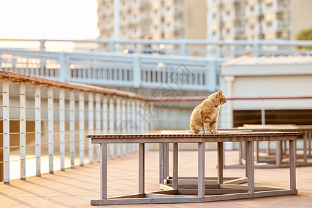 暖冬夕阳下的猫咪图片