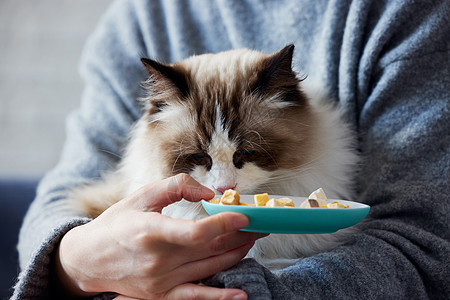 女主人喂猫咪吃冻干特写图片