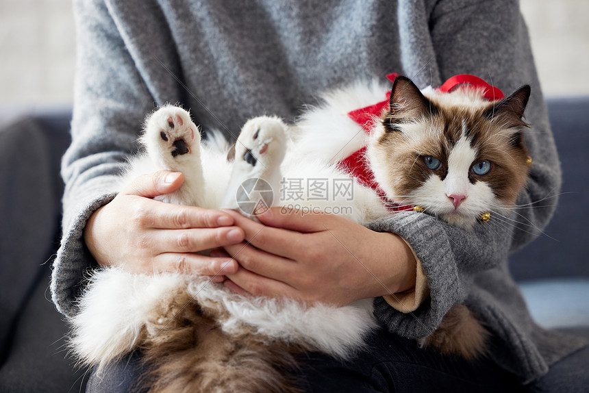 布偶猫圣诞装扮形象图片