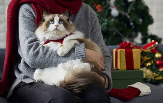 被女主人抱在怀里的猫咪过圣诞图片