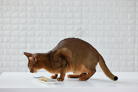 猫咪吃东西可爱猫咪吃冻干零食背景