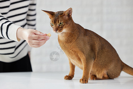 猫咪吃主人喂食的冻干零食图片